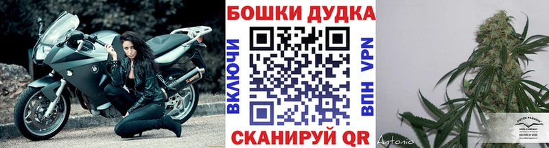 Конопля семена  блэк спрут   Шахунья 